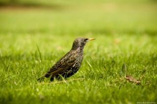 pique-nique-bois-de-boulogne-07