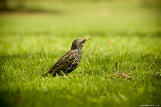 pique-nique-bois-de-boulogne-08