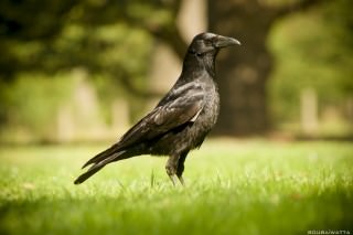 pique-nique-bois-de-boulogne-09