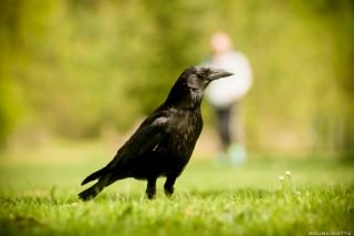 pique-nique-bois-de-boulogne-10