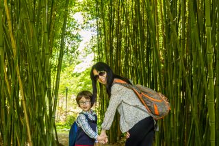 bambou - l’île verte - Châtenay-Malabry
