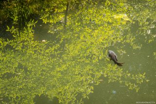 poisson - étang - l’île verte - Châtenay-Malabry